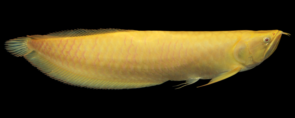 exotic arowana